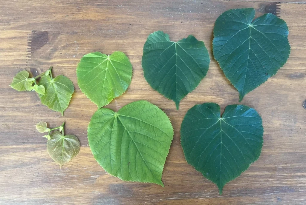 Les feuilles de tilleul à différents stade, en cuisine