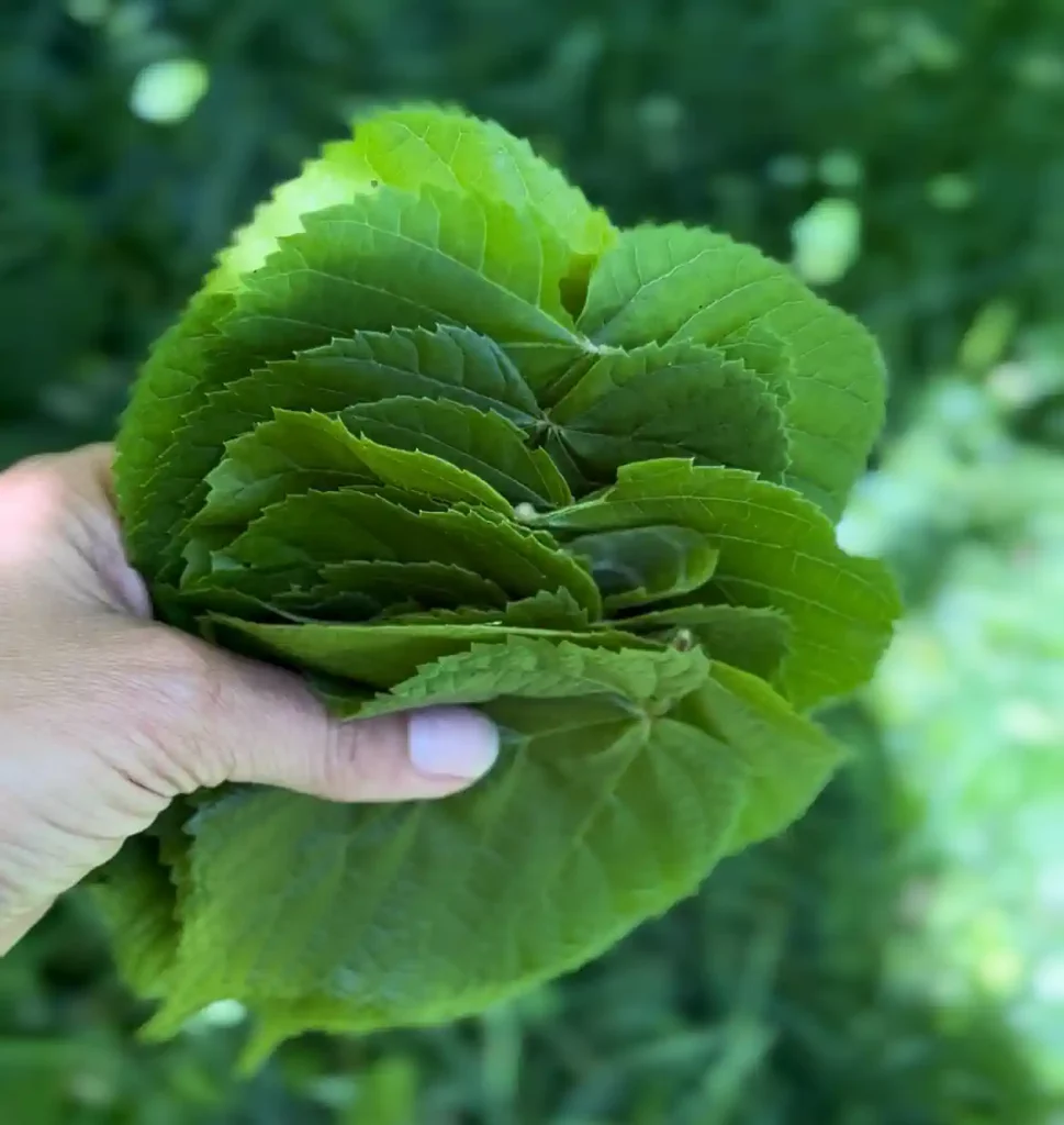 Utiliser les feuilles de tilleul, cueillette et utilisations