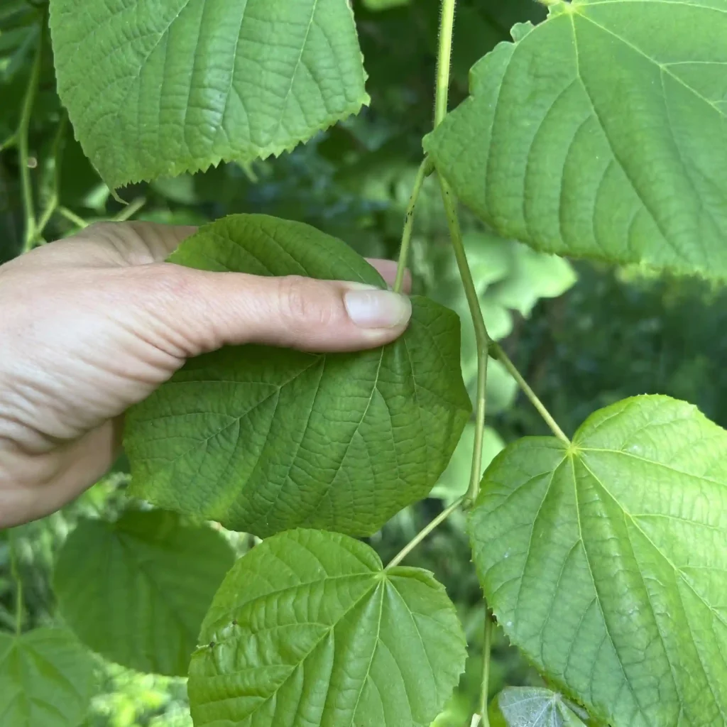 Utiliser les feuilles de tilleul en cuisine