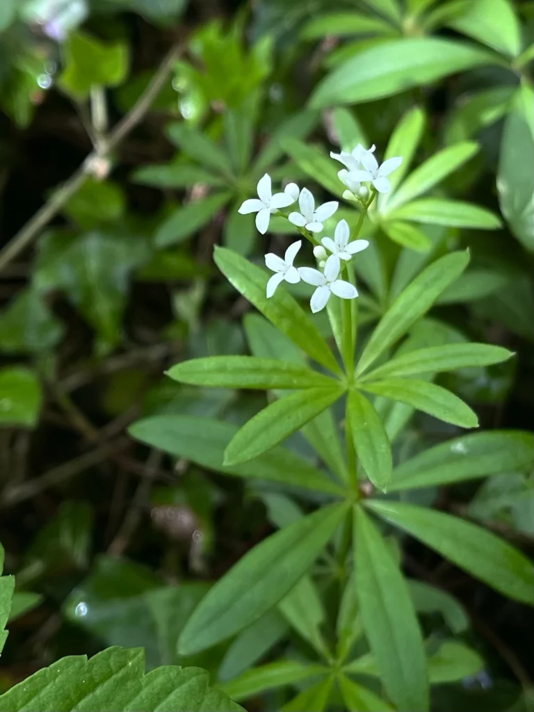 Aider chacun à changer sa façon de consommer et à renforcer son autonomie grâce aux plantes sauvages comestibles.