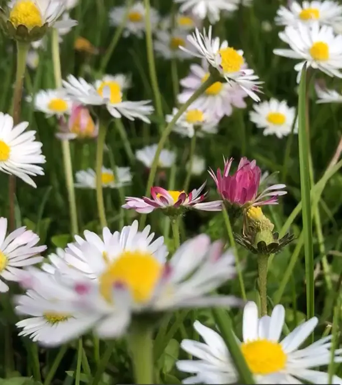 Les plantes sauvages ne poussent pas dans le rang, mais elles s'épanouissent avec générosité, sans engrais, sans pesticides, plus résistantes aux aléas que les plantes cultivées, plus riches, plus nutritives, plus utiles à leur écosystèmes, et si délicieuses. - Plantes sauvages et Epices locales