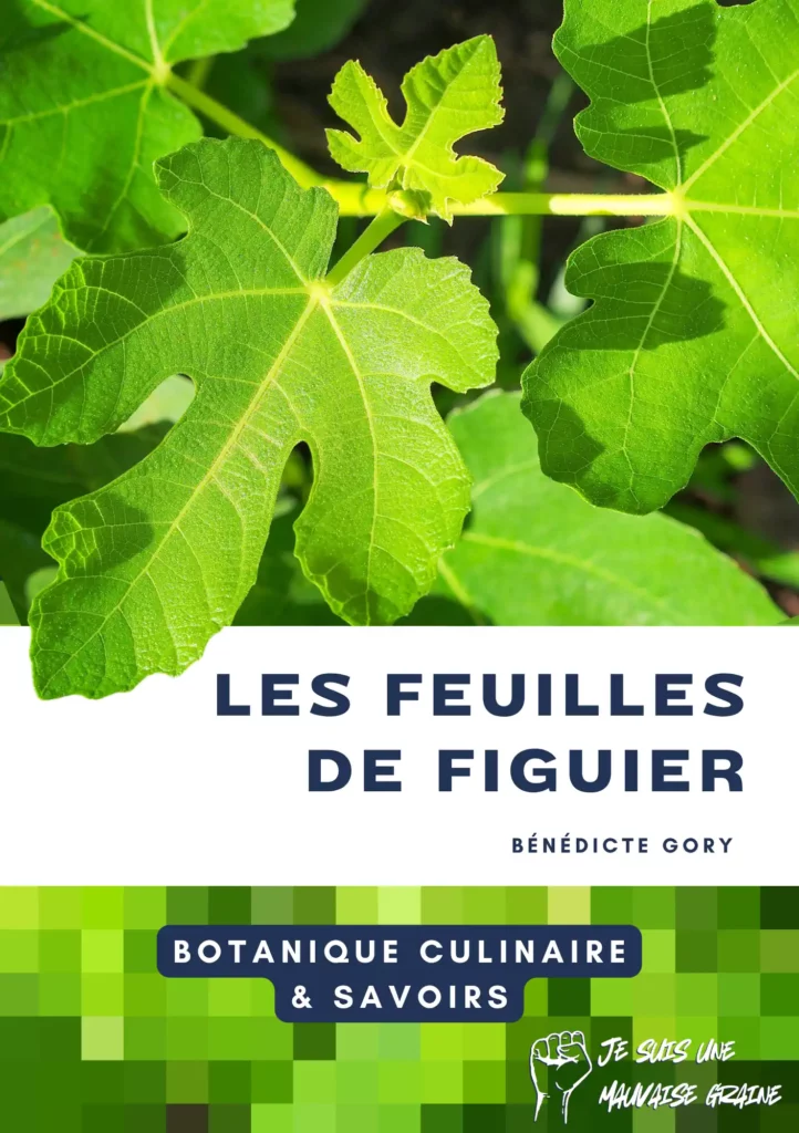 Tout sur les feuilles de figuier - comment les utiliser - botanique culinaire