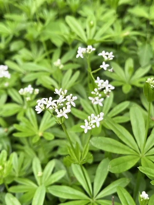 Aspérule odorante - manger des plantes sauvages