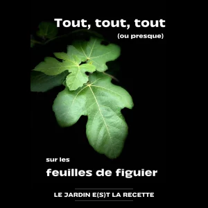 Tout sur les feuilles de figuier