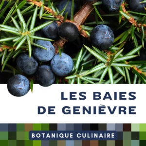 Botanique culinaire - Utiliser les baies de genièvre en cuisine Botanique culinaire - Utiliser les baies de genièvre en cuisine