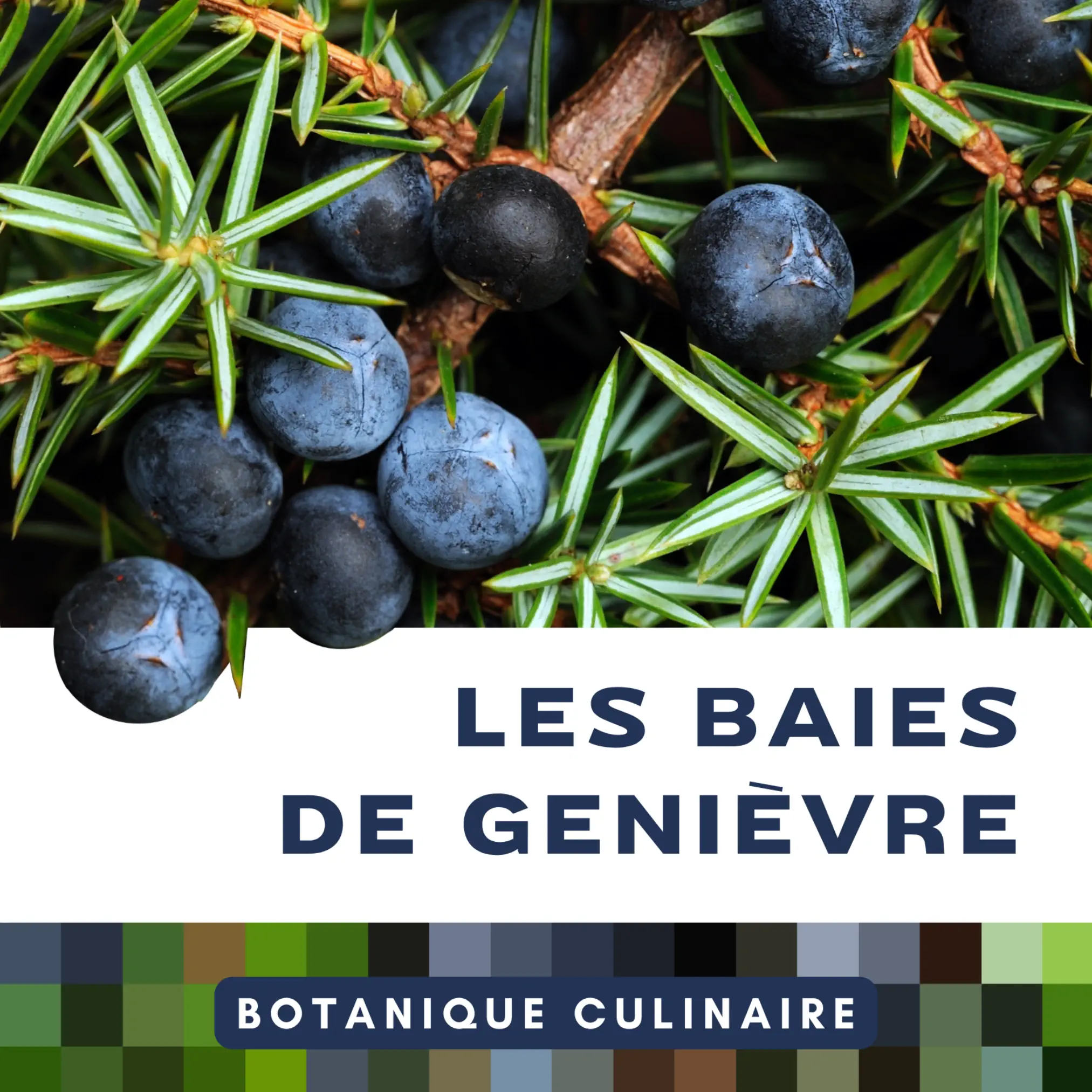 Botanique culinaire - Utiliser les baies de genièvre en cuisine