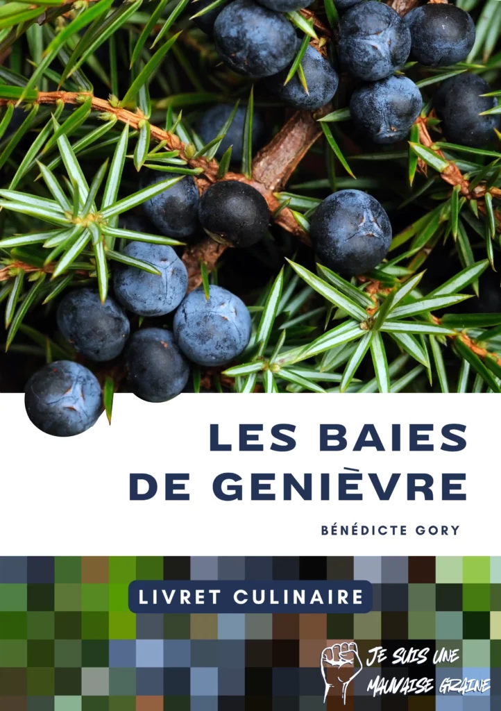 Utiliser les baies de genièvre - Livret de botanique culinaire