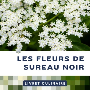 Utiliser les fleurs de sureau - Livret botanique culinaire