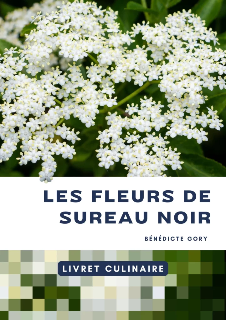Utiliser les fleurs de sureau - Livret botanique culinaire
