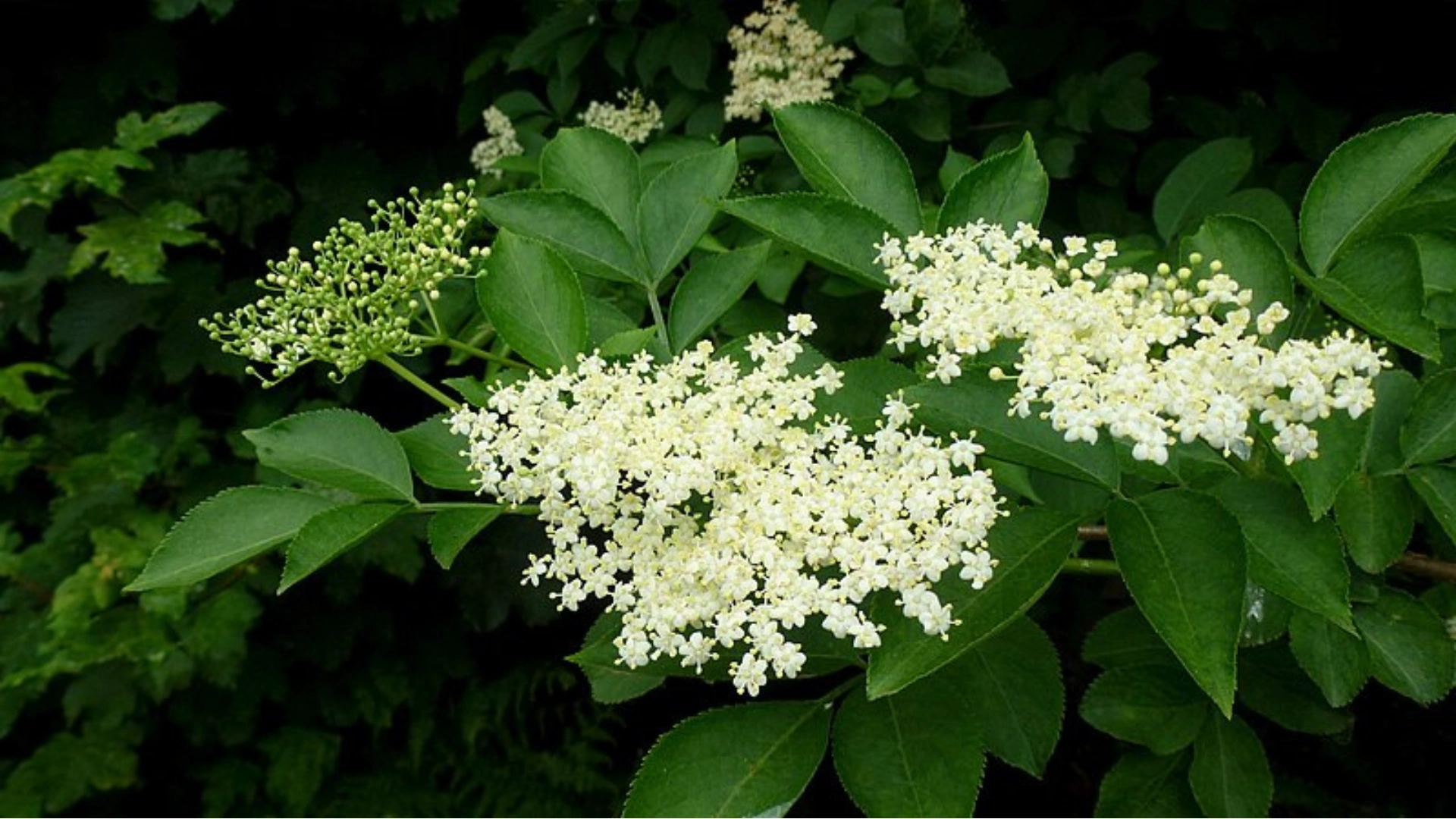 Utiliser les fleurs de sureau noir