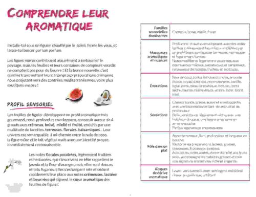 Botanique culinaire et savoirs - tout sur les feuilles de figuier 4 Botanique culinaire et savoirs - tout sur les feuilles de figuier
