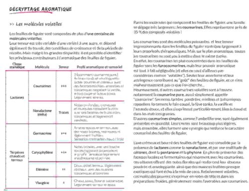 Botanique culinaire et savoirs - tout sur les feuilles de figuier 5 Botanique culinaire et savoirs - tout sur les feuilles de figuier