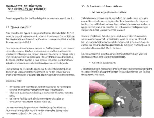 Botanique culinaire et savoirs - tout sur les feuilles de figuier Botanique culinaire et savoirs - tout sur les feuilles de figuier