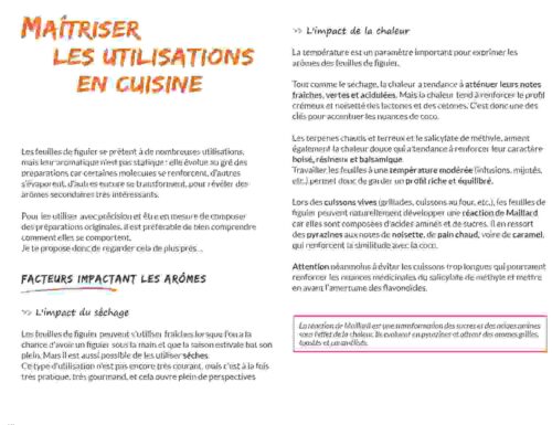 Botanique culinaire et savoirs - tout sur les feuilles de figuier 6 Botanique culinaire et savoirs - tout sur les feuilles de figuier