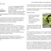 Botanique culinaire et savoirs - tout sur les feuilles de figuier 7 Botanique culinaire et savoirs - tout sur les feuilles de figuier