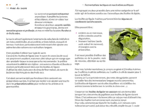 Botanique culinaire et savoirs - tout sur les feuilles de figuier 7 Botanique culinaire et savoirs - tout sur les feuilles de figuier