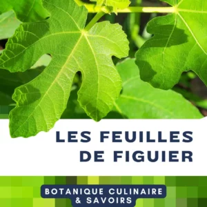 Tout sur les feuilles de figuier - les utiliser en cuisine