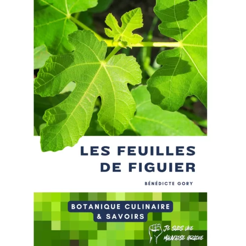 Tout sur les feuilles de figuier - un guide de botanique culinaire complet