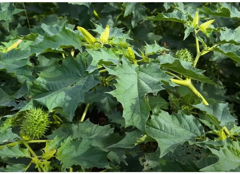 Datura toxique