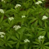 Fiche aspérule cueillette et séchage - Galium odoratum - Techniques et conseils de professionnels