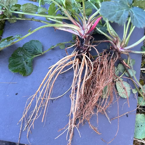 Benoite - cueillette et séchage - Benoîte urbaine - Geum urbanum Benoite - cueillette et séchage - Benoîte urbaine - Geum urbanum