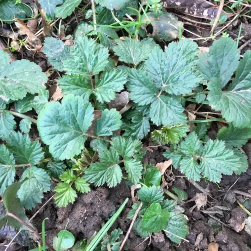 Benoite - cueillette et séchage - Benoîte urbaine - Geum urbanum Benoite - cueillette et séchage - Benoîte urbaine - Geum urbanum