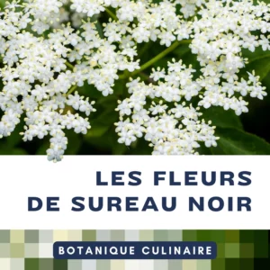 Botanique culinaire - Utiliser les fleurs de sureau en cuisine Botanique culinaire - Utiliser les fleurs de sureau en cuisine