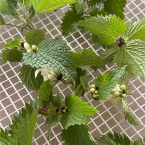 Plantes sauvages - Cueillette et séchage Plantes sauvages - Cueillette et séchage