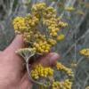 Hélichryse italienne - Helichrysum italicum - Sécurité et alimentaire et réglementaire 2 Hélichryse italienne (immortelle) - Sécurité et Réglementation