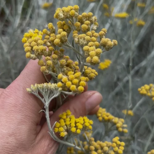 Hélichryse italienne - Helichrysum italicum - Sécurité et alimentaire et réglementaire 2 Hélichryse italienne (immortelle) - Sécurité et Réglementation