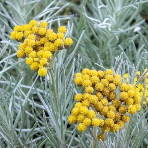 Hélichryse italienne - Helichrysum italicum - immortelle - Sécurité et Réglementation Hélichryse italienne - Helichrysum italicum - immortelle - Sécurité et Réglementation