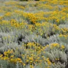 Hélichryse italienne - Helichrysum italicum - Sécurité et alimentaire et réglementaire 4 Hélichryse italienne (immortelle) - Sécurité et Réglementation