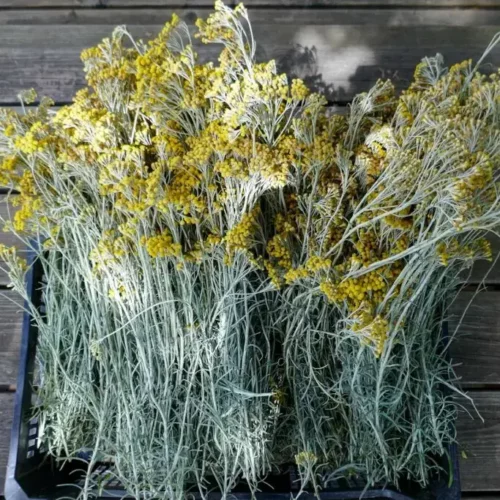 Règlementation alimentaire - PPAM et plantes sauvages Règlementation alimentaire - PPAM et plantes sauvages