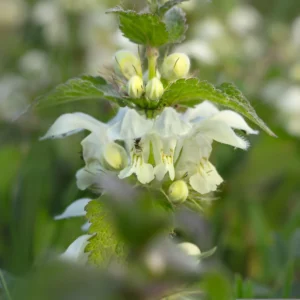 Lamier blanc - sécurité et réglementation - Lamium album