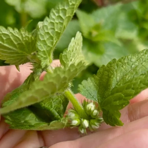 Lamier blanc - sécurité et réglementation - Lamium album