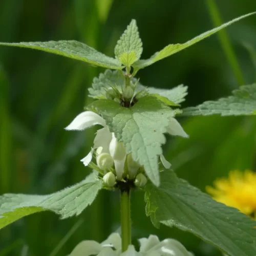 Lamier blanc - sécurité et réglementation - Lamium album