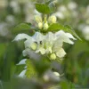 Lamier blanc - Cueillette et séchage - Lamium album Lamier blanc - Cueillette et séchage - Lamium album
