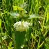 Lamier blanc - Lamium album - Technique de cueillette et séchage 4 Lamier blanc - Cueillette et Séchage