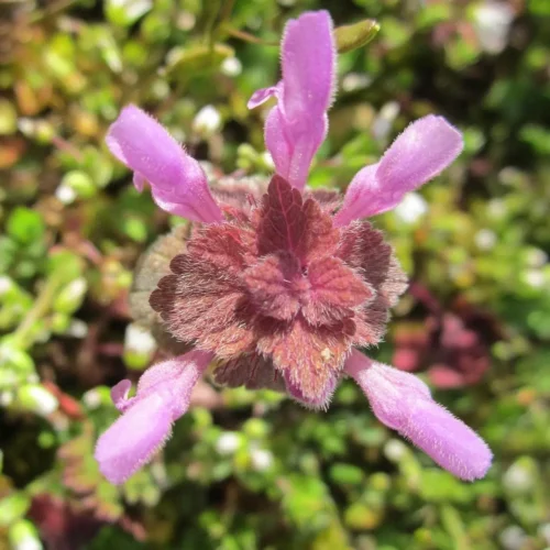Lamier pourpre - Sécurité et réglementation - Lamium purpureum -