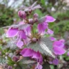 Lamier pourpre - Lamium purpureum - Technique de cueillette et séchage 2 Lamier pourpre - Cueillette et Séchage