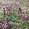 Lamier pourpre - Lamium purpureum - Technique de cueillette et séchage 3 Lamier pourpre - Cueillette et Séchage