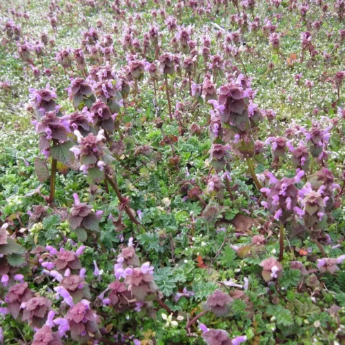Lamier pourpre - Lamium purpureum - Technique de cueillette et séchage 3 Lamier pourpre - Cueillette et Séchage