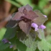 Lamier pourpre - Cueillette et séchage - sommités fleuries - Lamium purpureum Lamier pourpre - Cueillette et séchage - sommités fleuries - Lamium purpureum