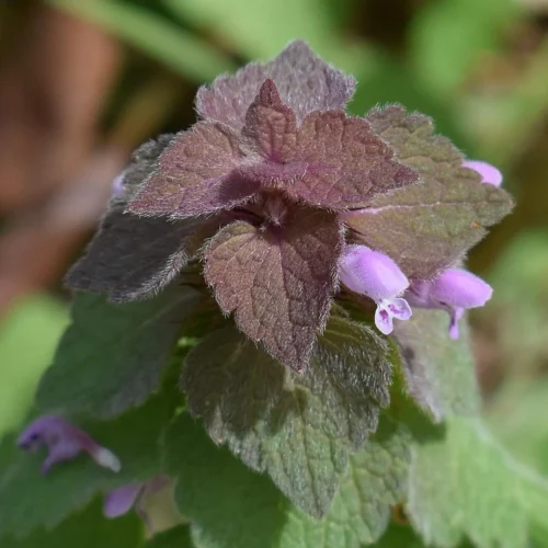 Lamier pourpre - Cueillette et séchage - sommités fleuries - Lamium purpureum Lamier pourpre - Cueillette et séchage - sommités fleuries - Lamium purpureum