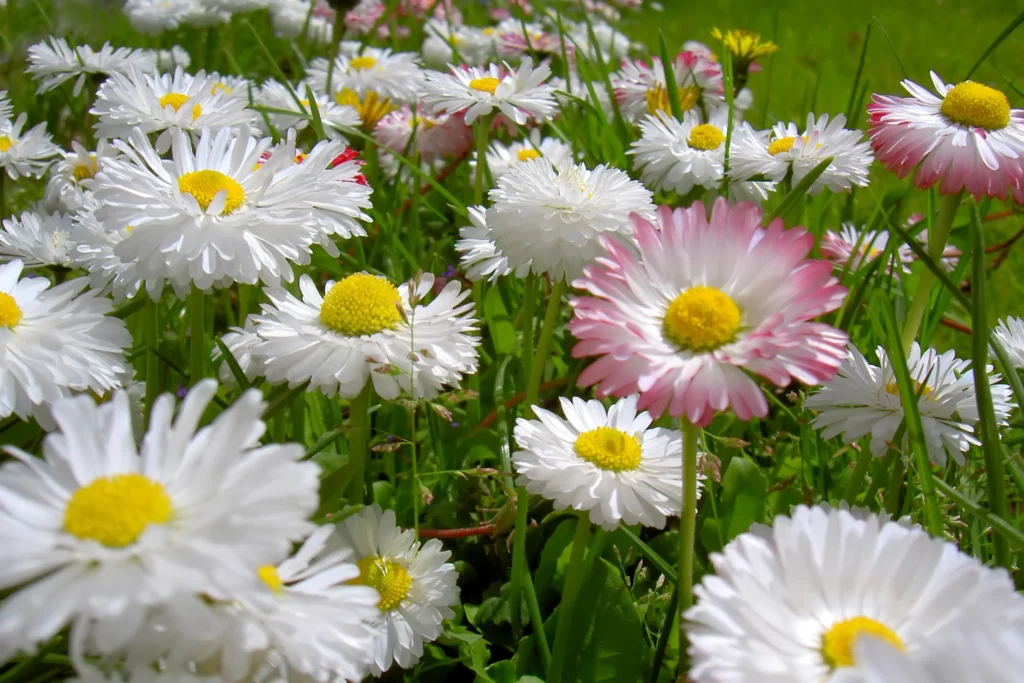 Reensauvager sa parcelle et valoriser ses plantes sauvages professionnels