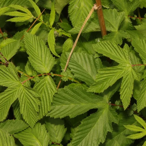 Reine-des-pres-Securite-et-reglementation - Filipendula ulmaria Reine-des-pres-Securite-et-reglementation - Filipendula ulmaria