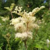 Reine des pres -Securite et reglementation - Filipendula ulmaria Reine des pres -Securite et reglementation - Filipendula ulmaria