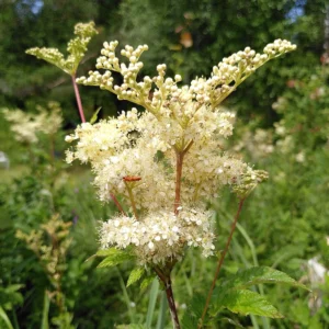 Reine des pres -Securite et reglementation - Filipendula ulmaria Reine des pres -Securite et reglementation - Filipendula ulmaria