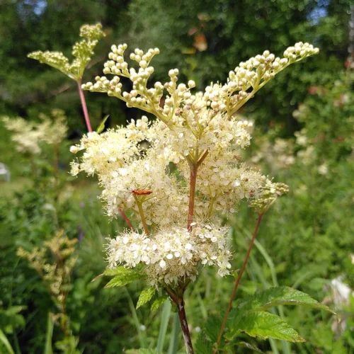 Reine des pres -Securite et reglementation - Filipendula ulmaria Reine des pres -Securite et reglementation - Filipendula ulmaria