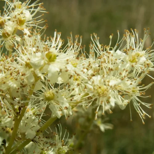 Reine des pres -Securite et reglementation - Filipendula ulmaria Reine des pres -Securite et reglementation - Filipendula ulmaria